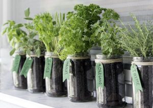 Different,Herbs,(basil,,Sage,,Chives,,Parsley,,Oregano,And,Thyme),Growing
